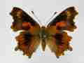 Polygonia c-album (cold shock abb 4) (Internet Image property of respective owner, non-commercial use only)